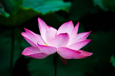 Lotus, healing, pillar of light.jpg